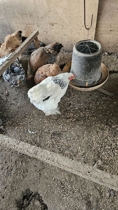 Куры и петухи молодые
