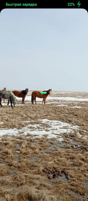 Продам кобылу жеребая 
Қаз