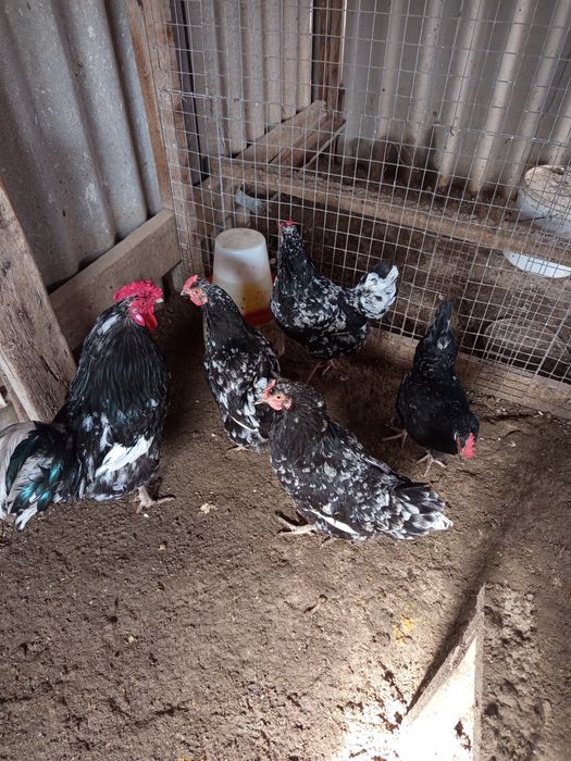 Австралоп тауықтары сатыладыылады