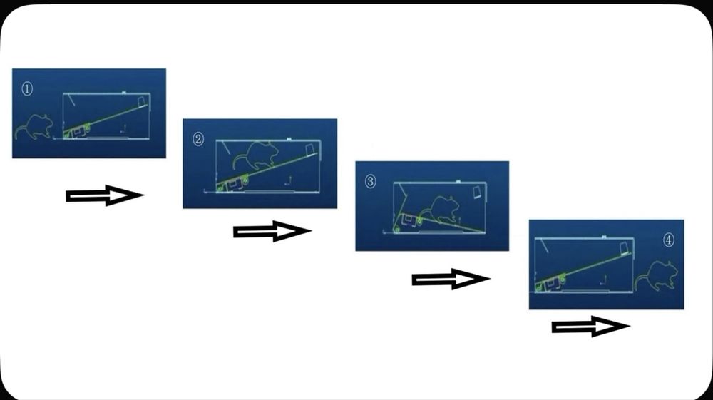 Гуманная мышеловка