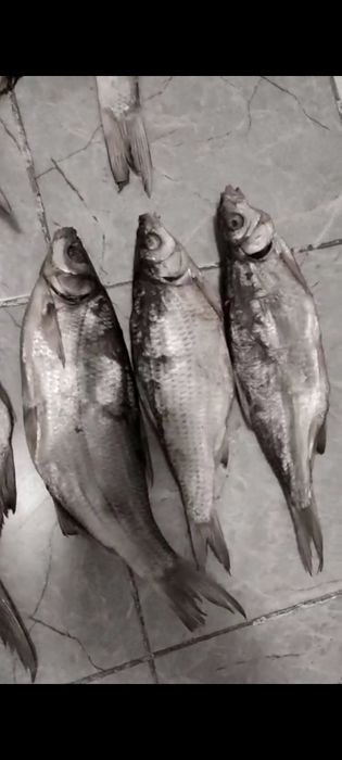 Вяланные рыбы.лещ.жерих.рыбец