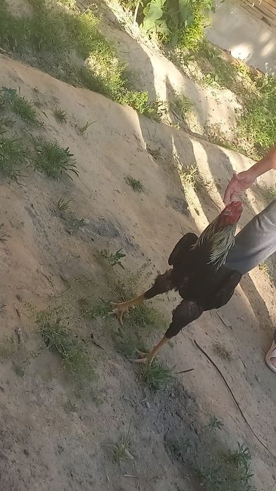 Zotor xoroz zotiga javob