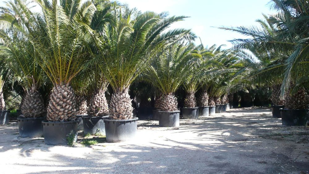 Palmieri Phoenix Canariensis, Trachycarpus fortunei, Chamaeros Excelsa, Washingtonia, Humilis Cycas Sagotier, Bambus, Yucca rostrata.