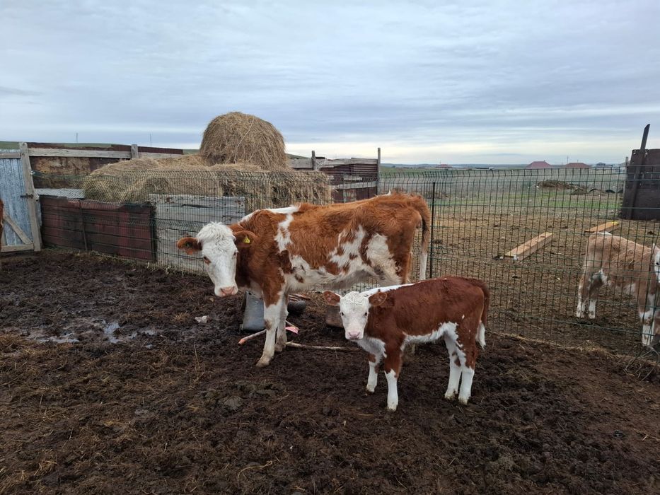 Сиыр таза симентал