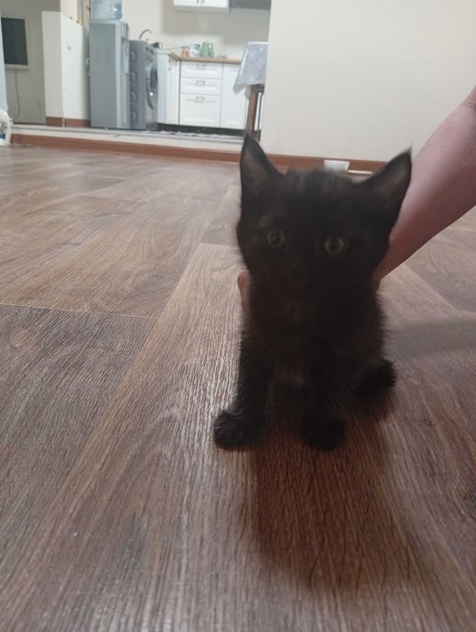 Отдам 3 котенка в добрые руки