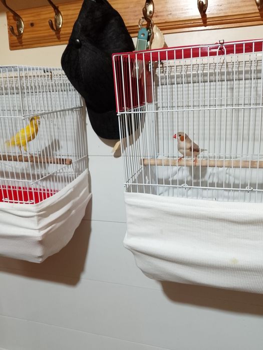 Канарейка прадается - канарейка сотилади