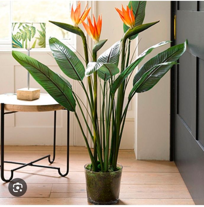 Продам комнатные цветы