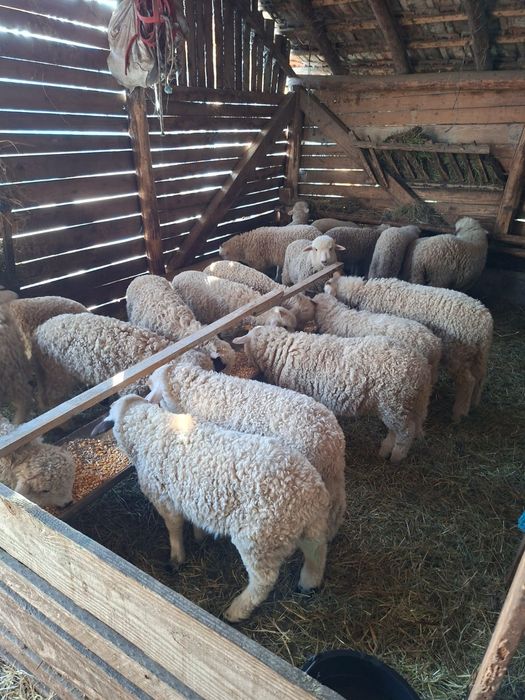 Vând miei, 22 lei kg