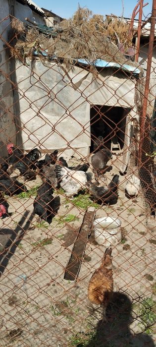 Домашный тухум сотилади  донаси 3000 сум