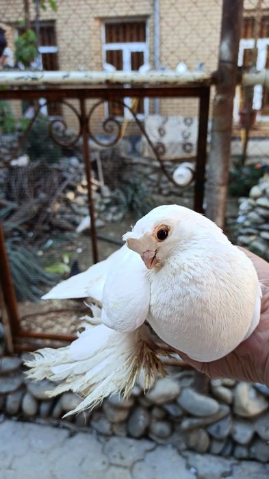 Голуби кабутарлар кафтар