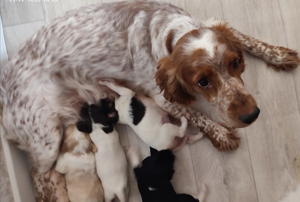 Спаниели. Щенки спаниеля