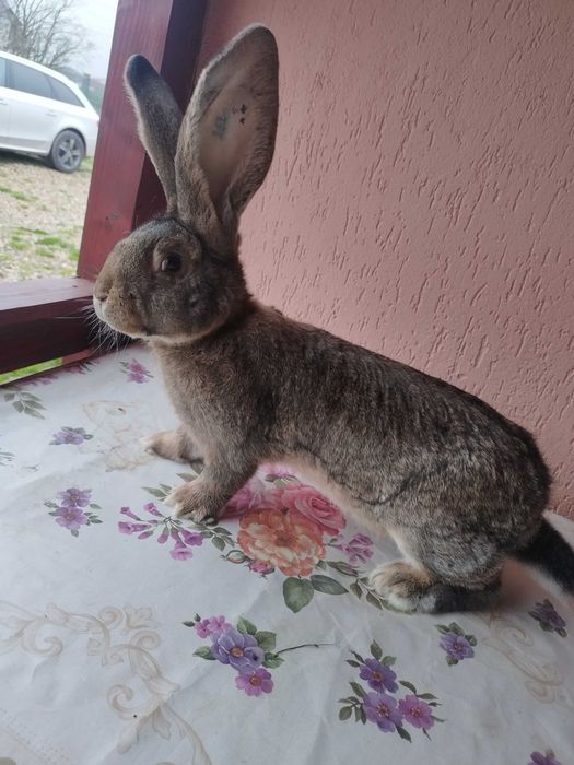 Mascul uriaș german gri