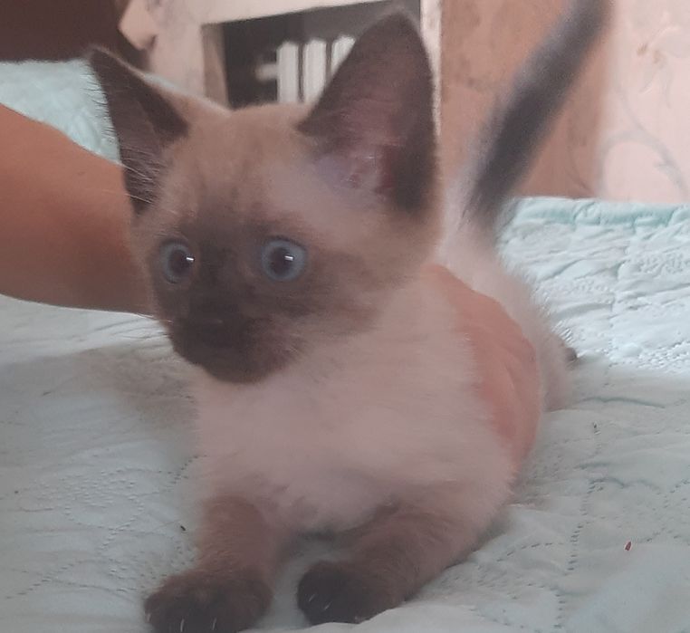 Продам сиамского котенка