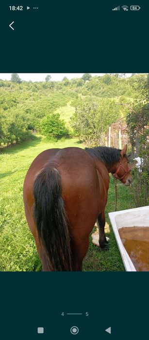 Vând mânz de 11 luni