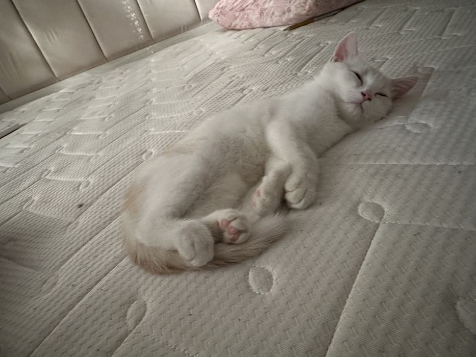 котенок 3 месецний маличик парадистий