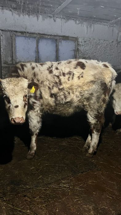 Сиыр,бұзау сатылады