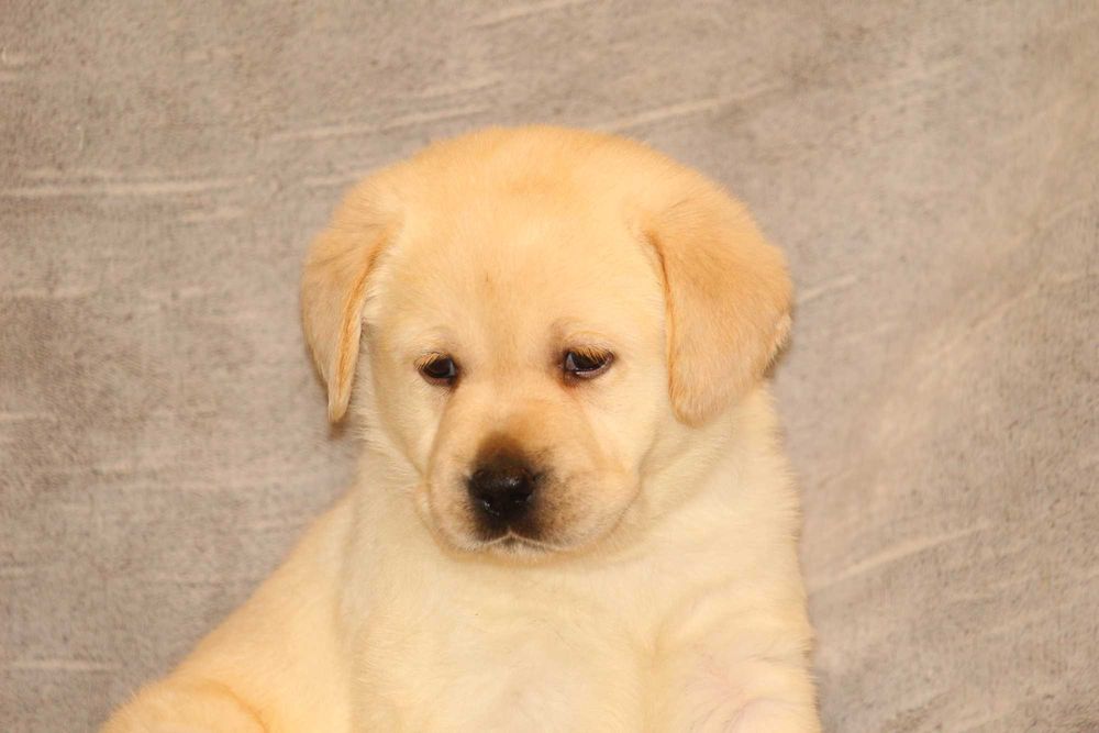 catel labrador calitate deosebita