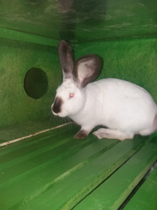 Uriaș de transilvania