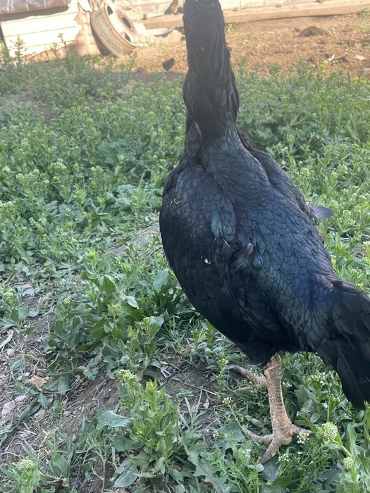 Продам даканиху.