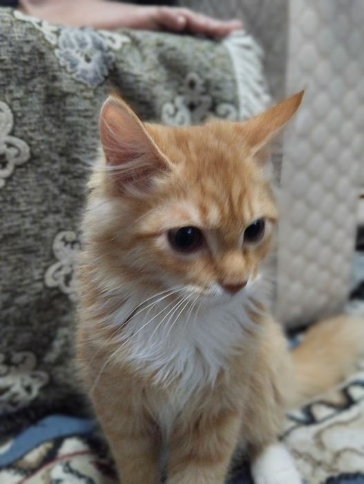 Кошка без болезней  мышей быстро ловит