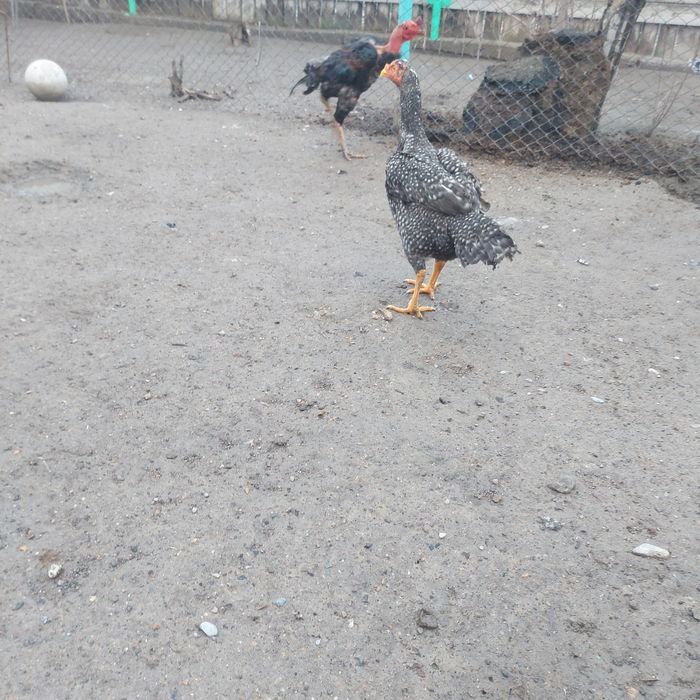 Корейц китай 1.5год крупный