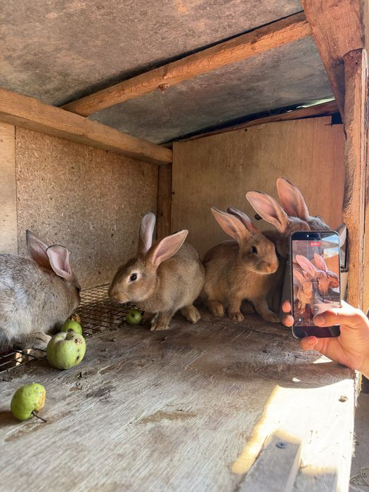 Продам кроликов разные породы