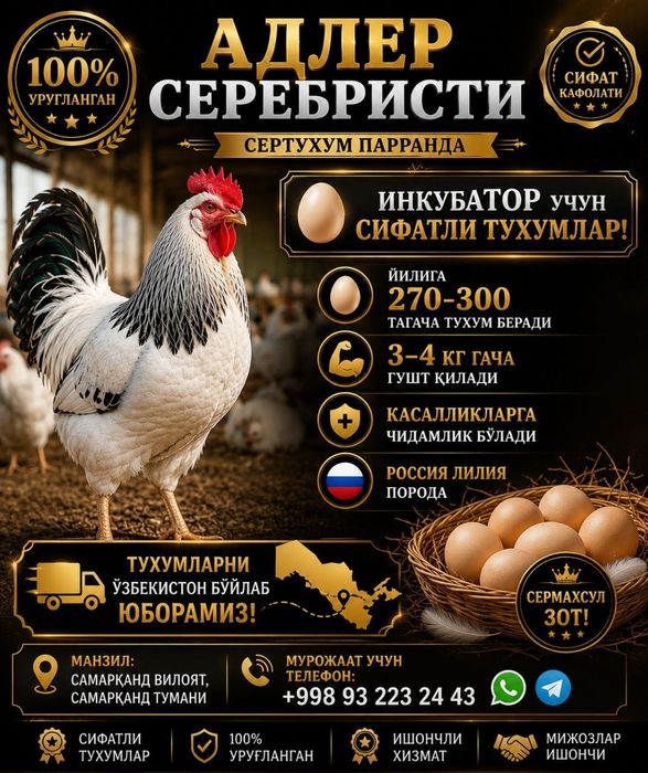 Адлер серебристый уругланган тухумлари сотилади