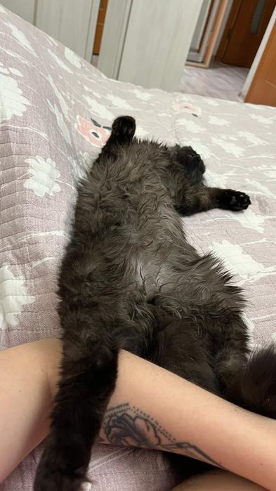 Отдадим котика в добрые руки!