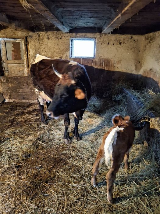 Vand vaca baltata cu vitea