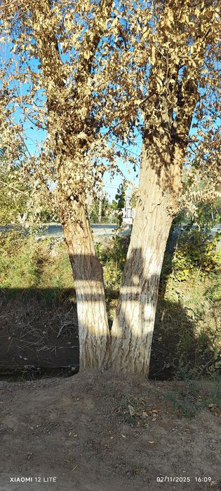 Oʻtin narvon sotiladi  kasishga ruxsat olib baraman kasib olib getasi