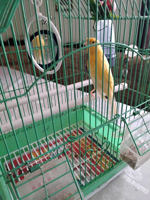 Canari 2 ani, mascul + cuscă