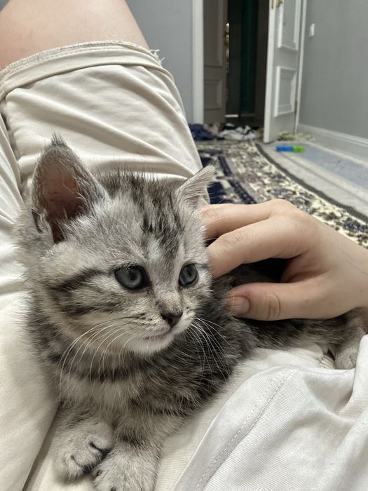 Кошка шотланскийй
