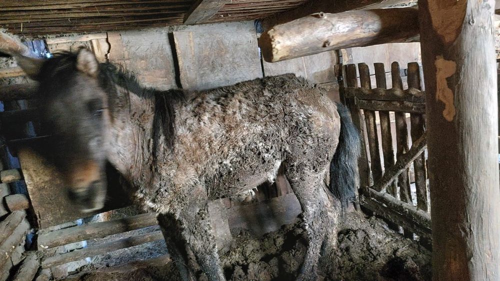 Продам лошадь кунан