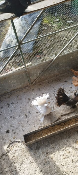 Продавам ростовски гълъби.