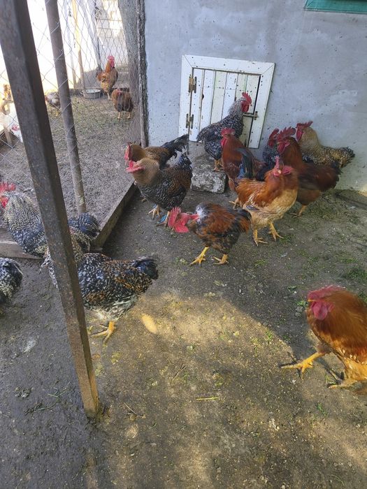 Bună ziua ! Vând cocșei crescuți la țară cu cereale bio .