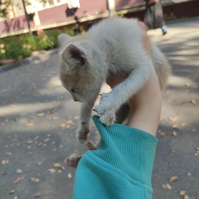 Рыжий котёнок в добрые руки СРОЧНО
