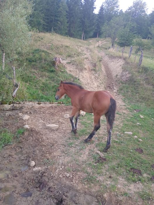 Vând mânză de 4 luni