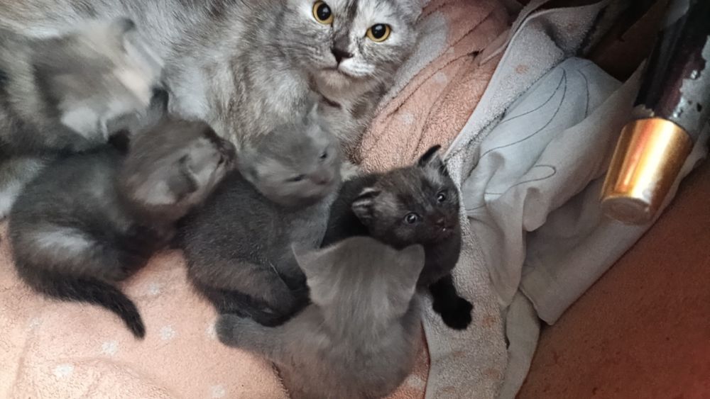 Продам Шотландские котята