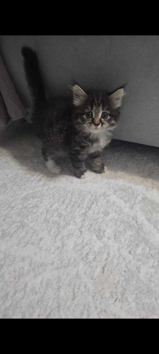 Продам котят срочно.