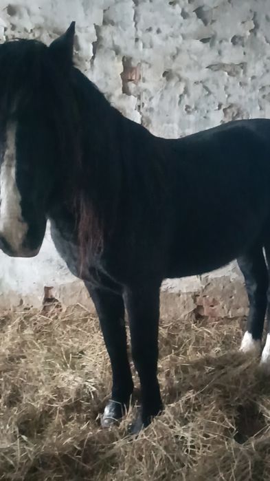 Айғыр сатылады 6 жасар