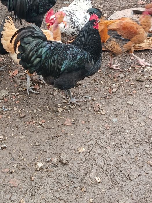 Vind cocoșii Australorp.