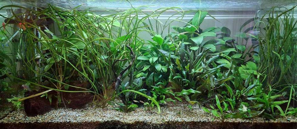 Поддръжка и изработка на аквариуми  Аква Кеър