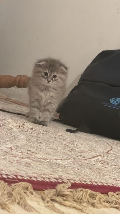 Породистый мысык сатылады