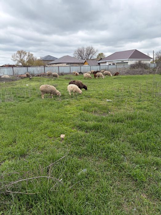 Продаются бараны