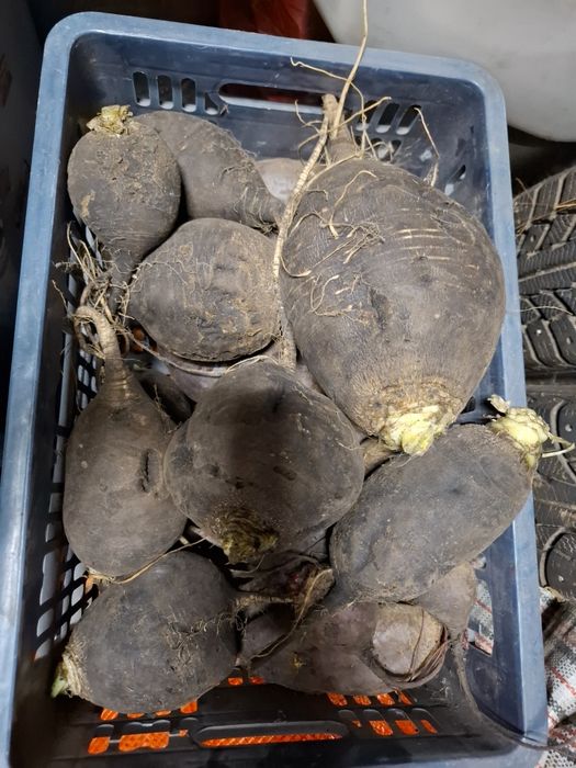 Продам овощи дачные
