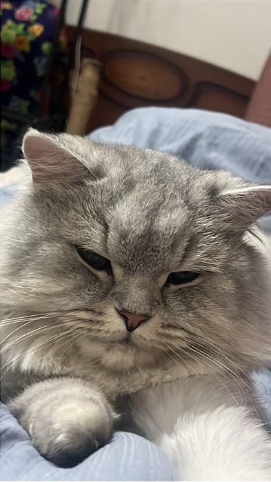 Кот  шотландский