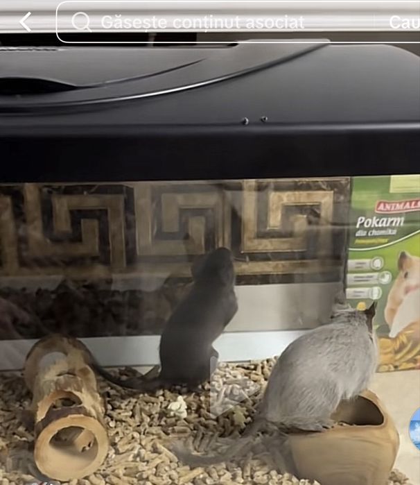 Veverite Degu doi masculi