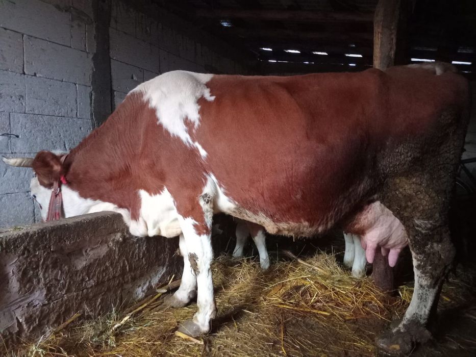 Vand vaca baltata romaneasca cu vitel