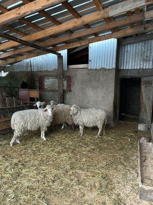 Дом продажа село Турген