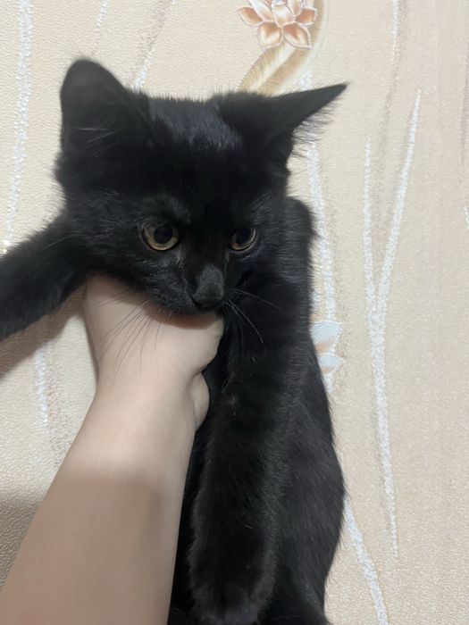 Котенок отдам в добрые руки